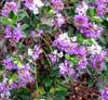 Purple Flowering Hebe